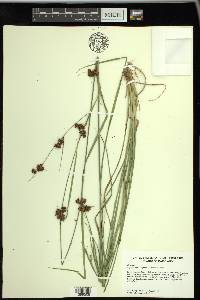 Rhynchospora capitellata image