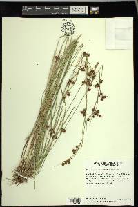 Rhynchospora capitellata image