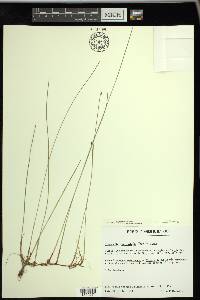 Eleocharis uniglumis image