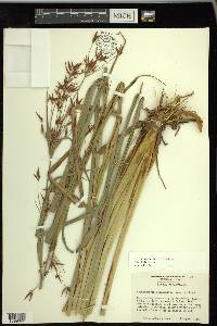 Rhynchospora careyana image