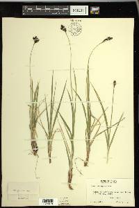 Carex atrosquama image