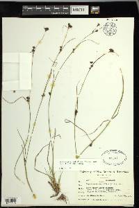 Rhynchospora capitellata image