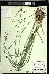 Carex fracta image