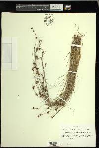 Rhynchospora chalarocephala image