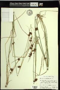 Rhynchospora capitellata image