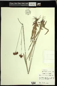 Rhynchospora ciliaris image