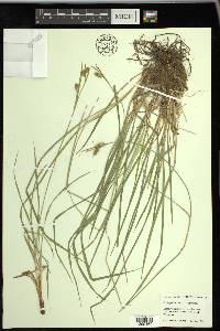 Carex pallescens image