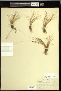 Isolepis cernua image