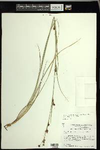 Rhynchospora capitellata image