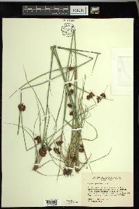 Rhynchospora capitellata image