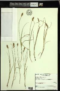 Carex crawfordii image