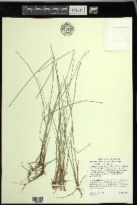 Eleocharis wolfii image