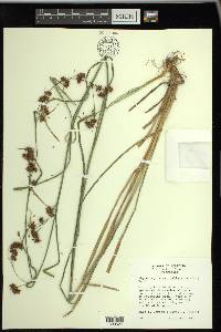 Rhynchospora capitellata image