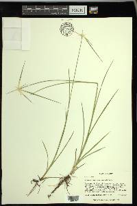 Rhynchospora colorata image