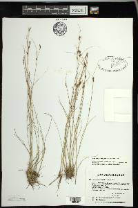 Rhynchospora capillacea image