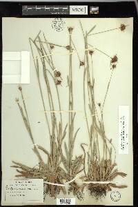 Rhynchospora ciliaris image