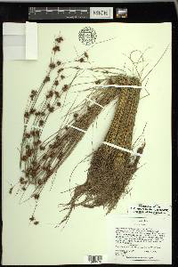 Rhynchospora chalarocephala image