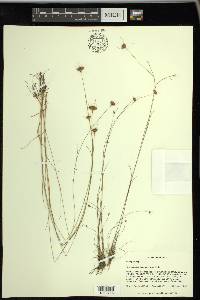 Rhynchospora chapmanii image