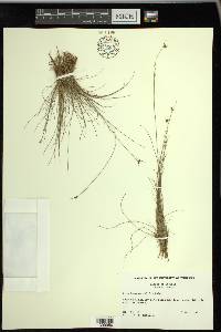 Rhynchospora debilis image