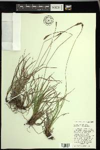 Carex scirpoidea image