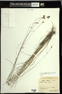 Rhynchospora microcarpa image