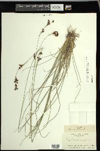 Rhynchospora perplexa image