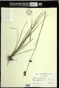 Rhynchospora fascicularis image