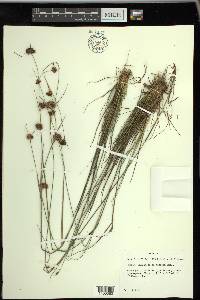 Rhynchospora harperi image