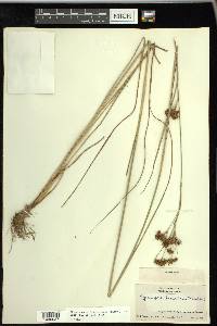 Rhynchospora fascicularis image