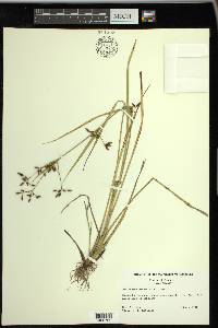 Rhynchospora nitens image