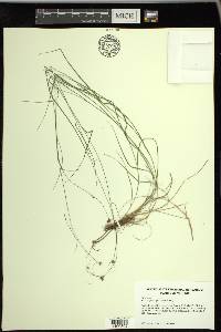 Rhynchospora gracilenta image