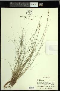 Rhynchospora filifolia image