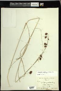 Rhynchospora glomerata image