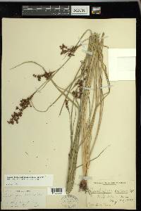 Rhynchospora microcarpa image