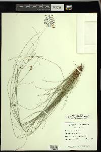Rhynchospora plumosa image