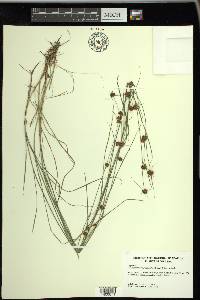 Rhynchospora microcephala image