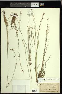 Rhynchospora globularis var. pinetorum image