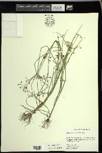 Rhynchospora nitens image