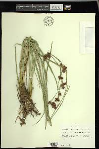 Rhynchospora glomerata image