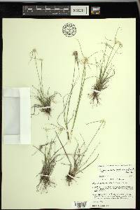 Rhynchospora floridensis image