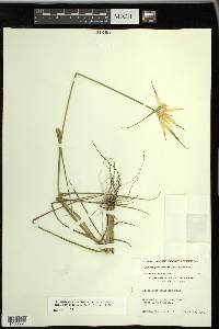 Rhynchospora latifolia image