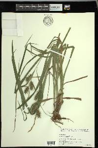 Carex gigantea image