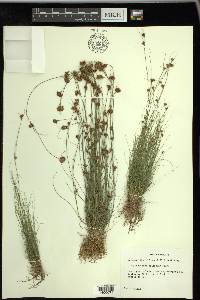 Rhynchospora filifolia image