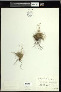 Carex glacialis image