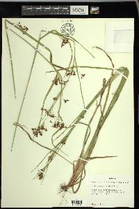 Rhynchospora mixta image