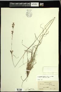 Rhynchospora perplexa image