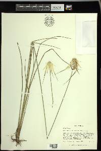 Rhynchospora latifolia image