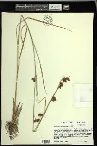 Rhynchospora glomerata image