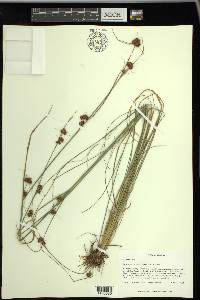 Rhynchospora microcephala image