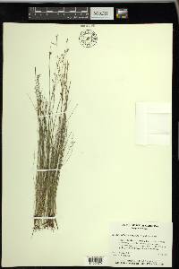 Rhynchospora rariflora image